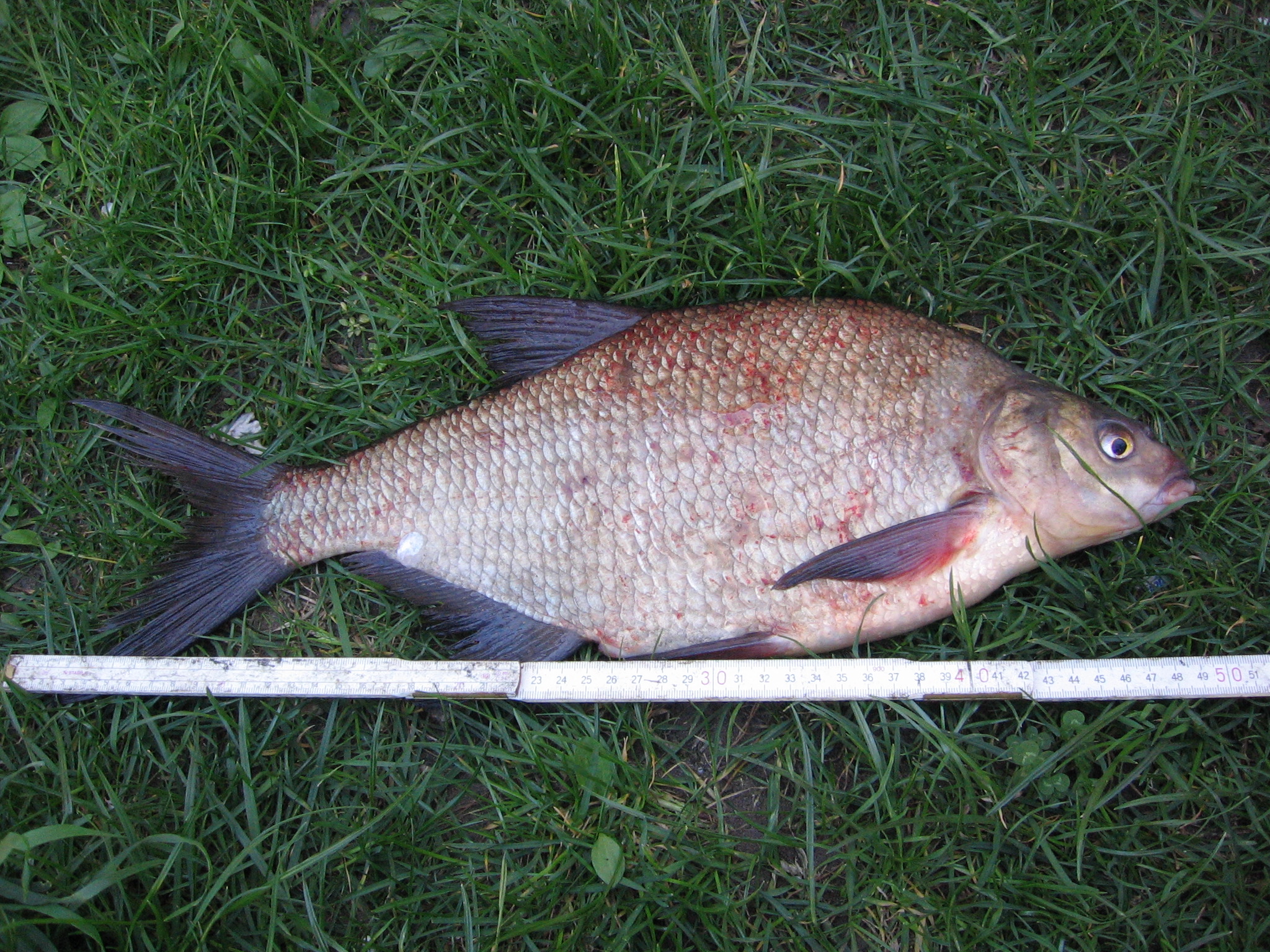 Cejn Velký  50cm