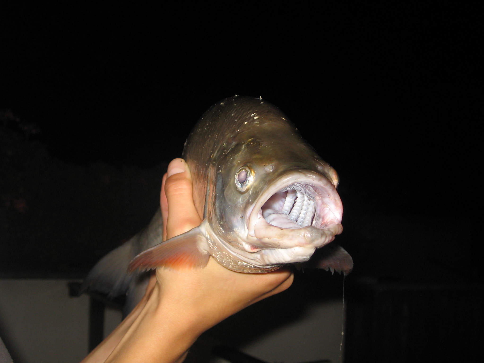 Bolen 55cm 5.10.07