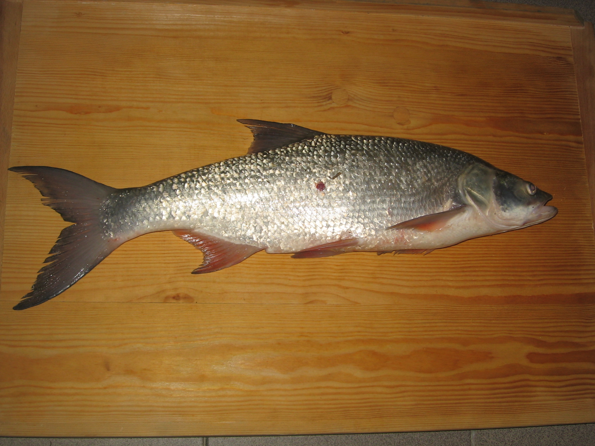 Bolen 55cm,2,55kg,morava 4